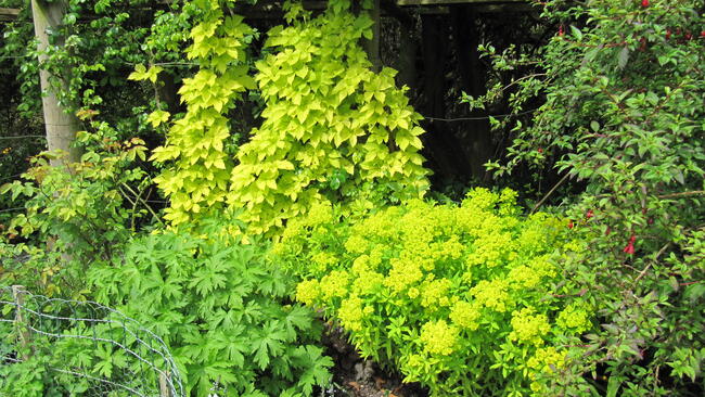 hops and grapes growing in a garden for brewing ingredients