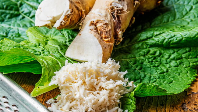 horseradish root after it was harvested in the garden