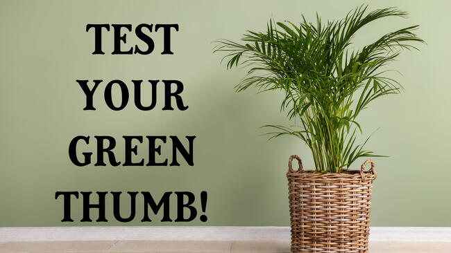 test your green thumb, houseplant quiz