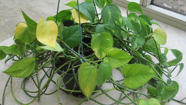 Houseplant overflowing out of a small green pot