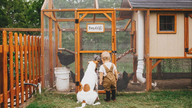 Toddler and Dog looking at Backyard Chicken Coop