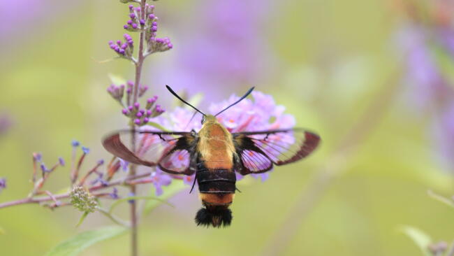 Snowberry clearwing 