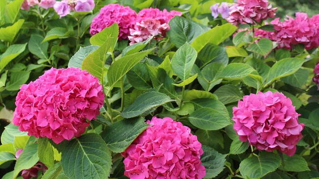 Hydrangea Bush - Pink Flowers 