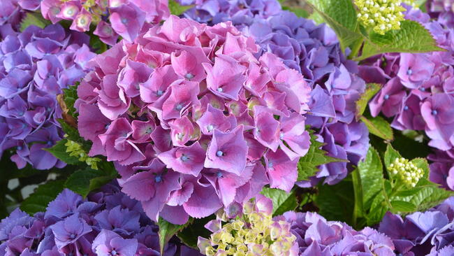 stunning purple and pink hydrangeas