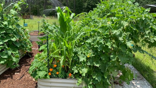 Plants in a metal bed garden 