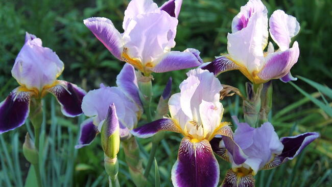 Irises with light purple petals
