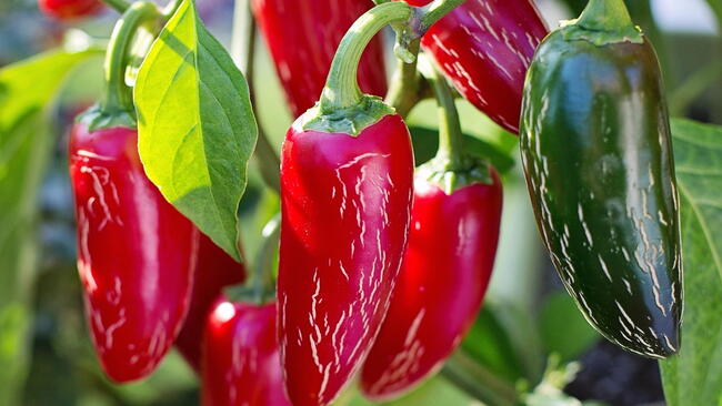 red jalapeno peppers growing in the garden