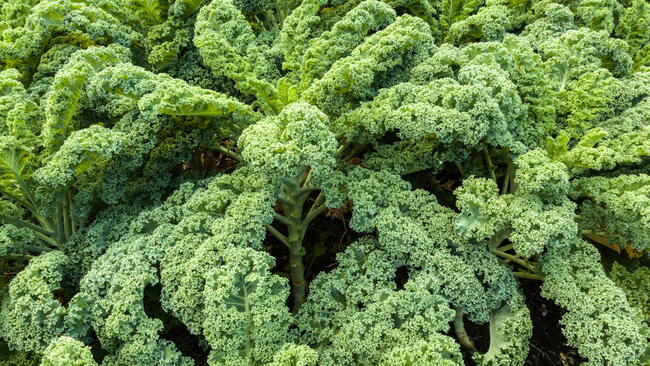 kale leaves growing in the garden