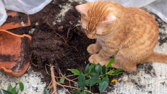 Kitten knocking over plant