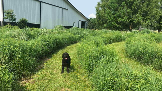 Black dog standing on a mowed path through tall green grasses in a garden labyrinth near a barn.