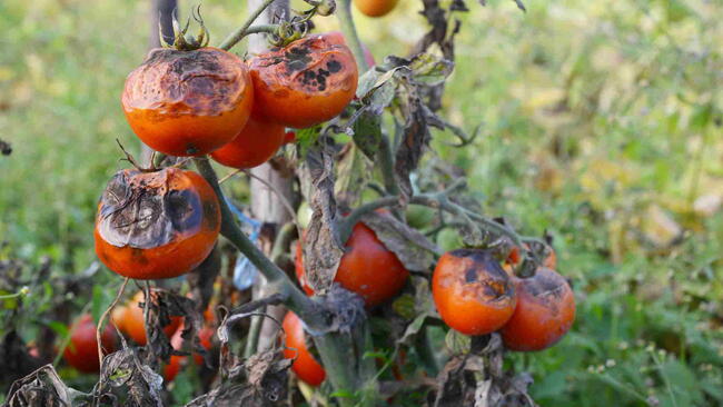 Late Blight on Tomato Plant
