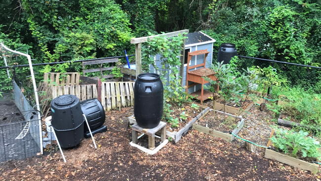 A raised garden next to a tiny blue shed and black barrels