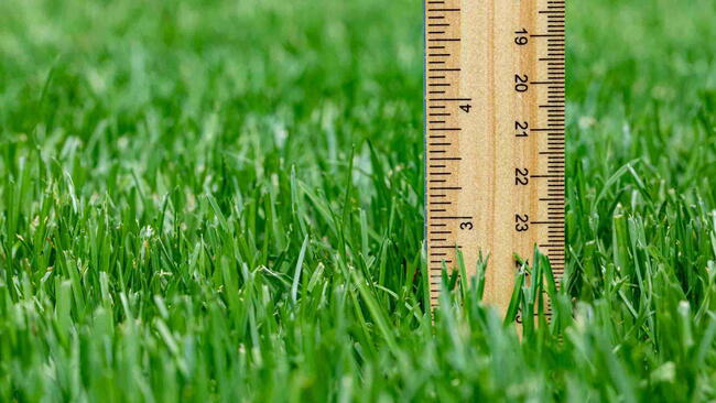 A ruler in a bed of grass