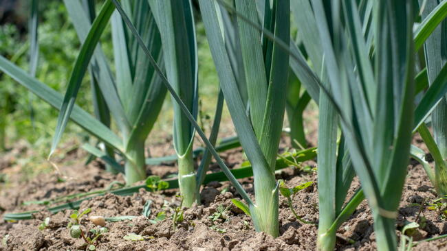 Leeks in ground