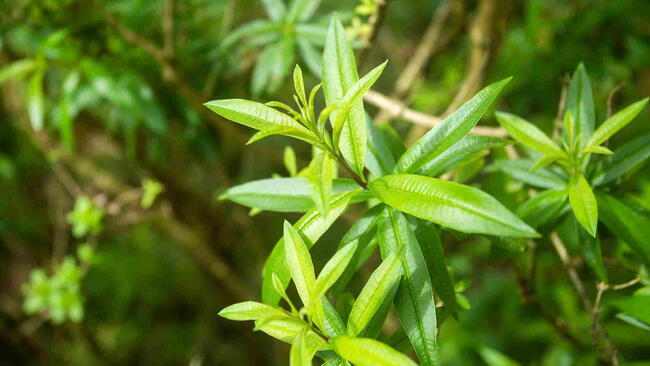 Aloysia citrodora - Lemon verbena's green leaves