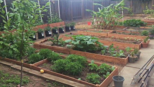 Raised garden with various plants