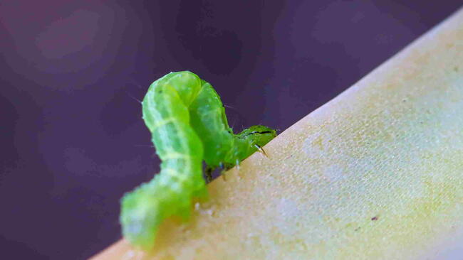 Cabbage Looper Moth Caterpillar (Trichoplusia ni) on a green and red succulent leaf.