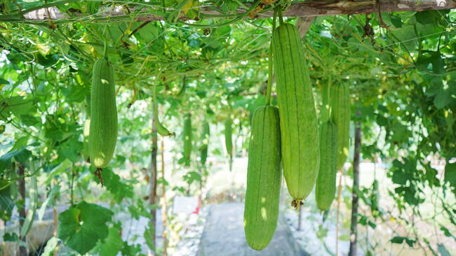  Sponge gourd or luffa hanging from a tree growing ready to be harvested in the vegetable garden