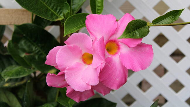 Mandevilla Vines