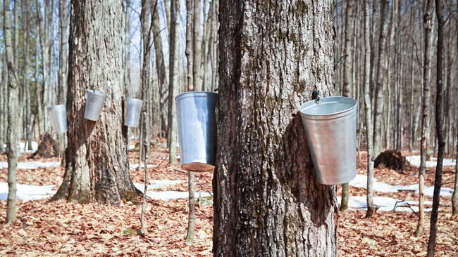maple syrup sap buckets hanging on maple trees