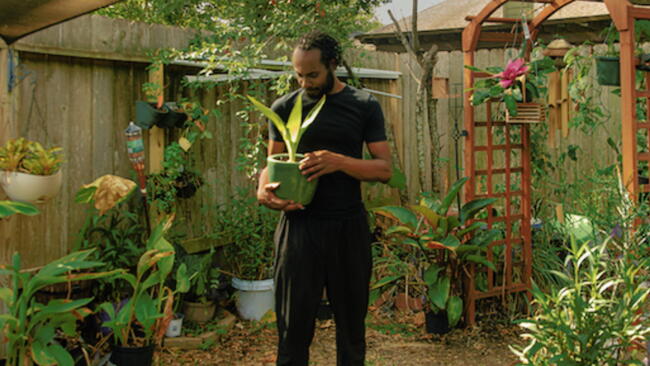 garden marcus in the garden with cannas
