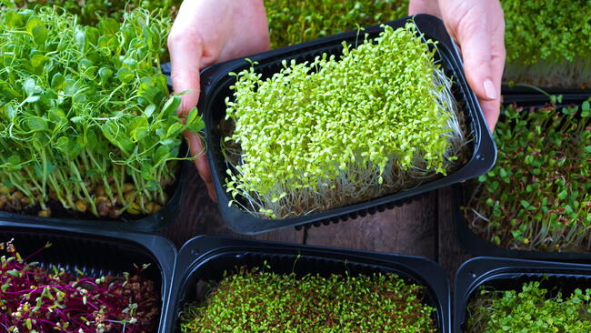 variety of microgreens in trays