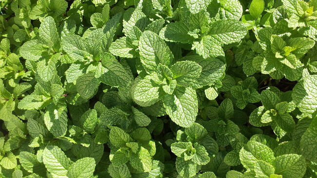 fresh mint leaves growing in the garden