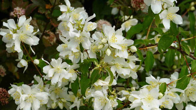 Flowers of Mock Orange Shrub