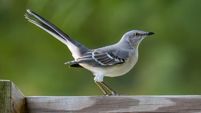 Northern Mockingbird