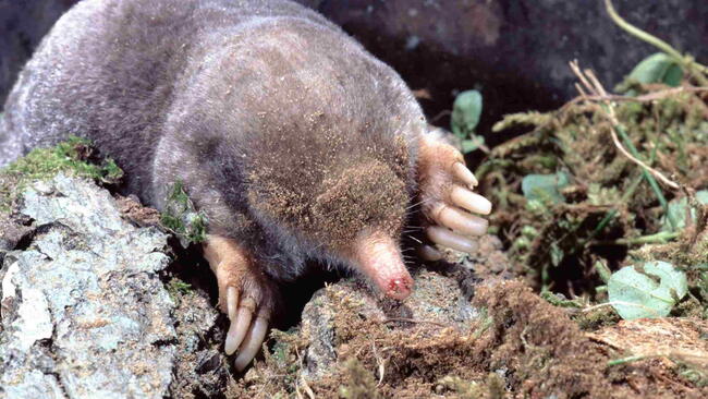 Mole (Scalopus Aquaticus)