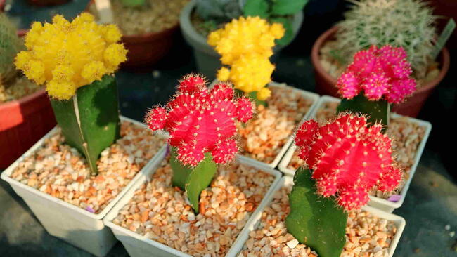 Moon Cactus Plant