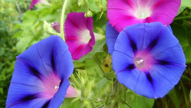 pink and blue Morning Glory Varieties