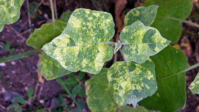 virus disease on eggplant, yellow leaf mosaic