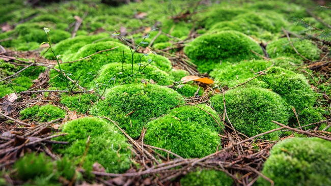 moss