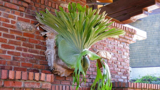 A Staghorn Fern mounted on a brick wall as living wall decor.