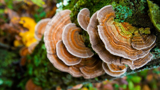 Turkey Tail Mushrooms