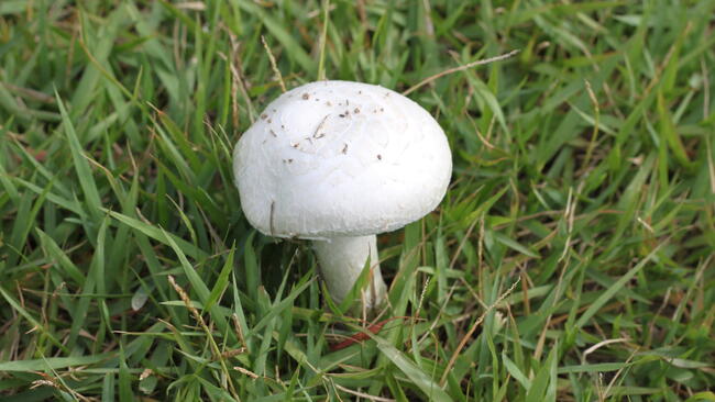 white mushroom in lawn