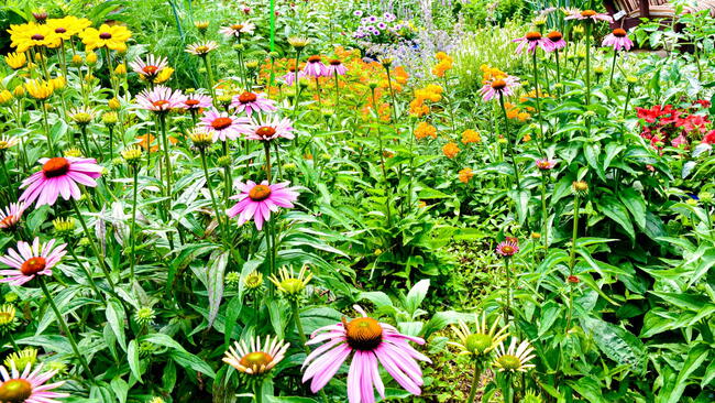 A colorful backyard pollinator garden. Long Island, New York.