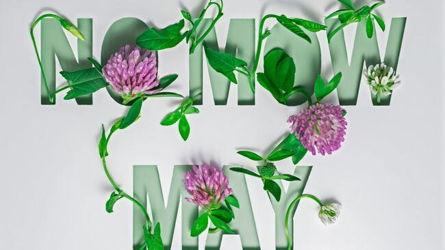 no mow may lettering with pink and white clover