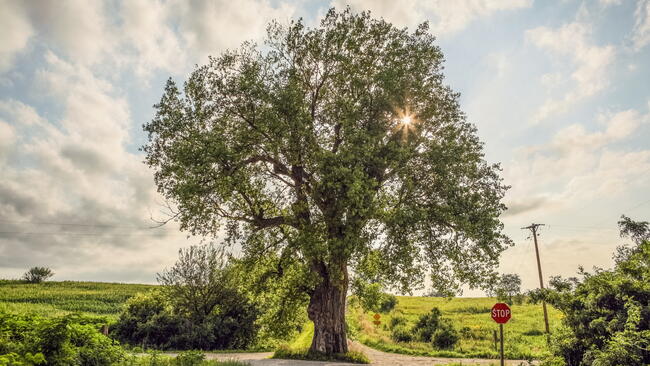 Cottonwood Tree