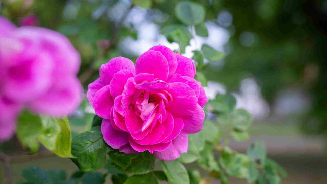 Dark pink Rosa gallica flowers blooming in summer.