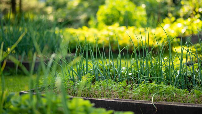 onions growing alongside carrots in a raised garden bed with companion planting"