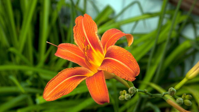 orange daylily flower
