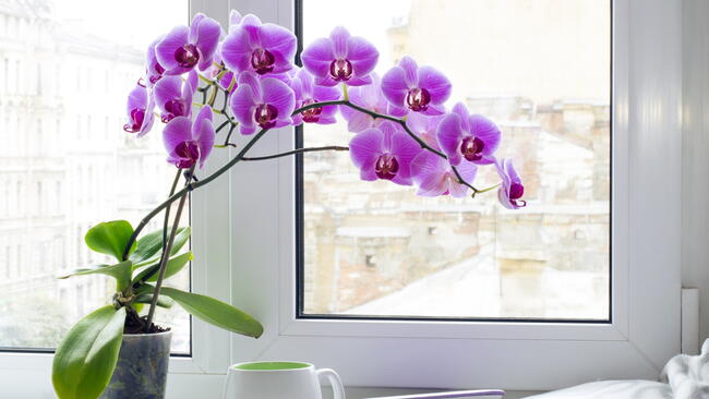 Pink orchid in pot