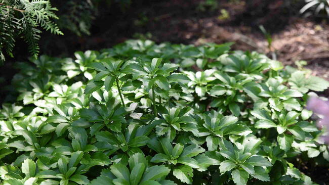 Pachysandra terminalis growing outside.