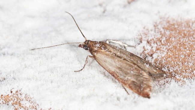 Flour Moth, Pantry Moth (Ephestia kuehniella) in flour