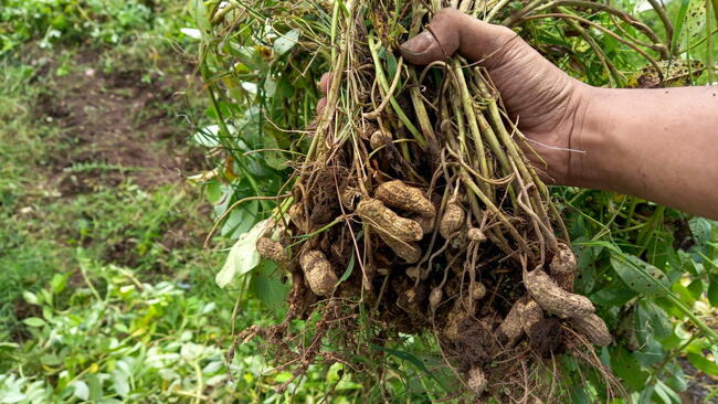 Harvesting Peanuts