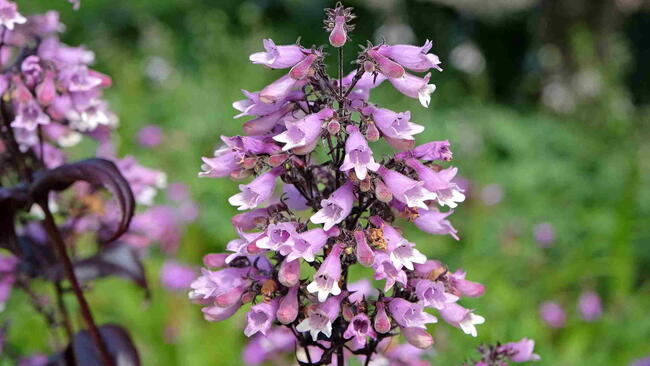 Pink and white Penstemon digitalis ‘Dakota Burgundy’ in flower.