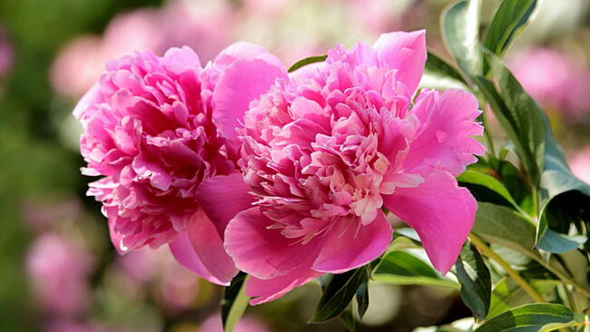 pink peony flowers growing on a plant