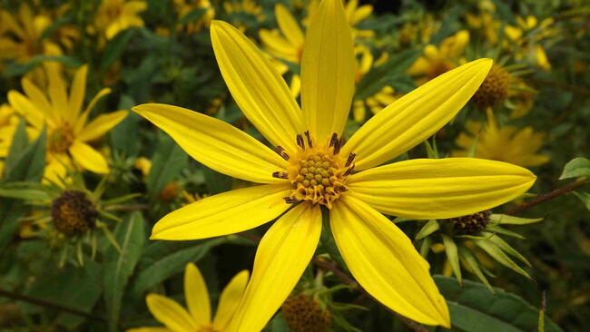 Closeup of bright yellow Woodland Sunflower with lots of sunflowers in the background
